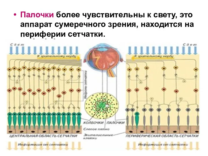 Палочки более чувствительны к свету, это аппарат сумеречного зрения, находится на периферии сетчатки.