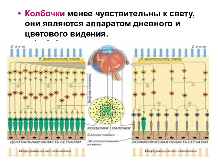 Колбочки менее чувствительны к свету, они являются аппаратом дневного и цветового видения.