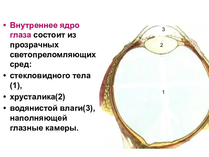 Внутреннее ядро глаза состоит из прозрачных светопреломляющих сред: стекловидного тела(1), хрусталика(2)