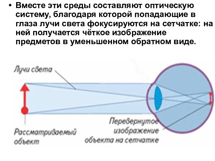 Вместе эти среды составляют оптическую систему, благодаря которой попадающие в глаза