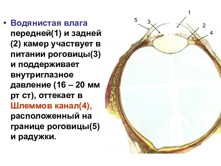 Водянистая влага передней(1) и задней(2) камер участвует в питании роговицы(3) и
