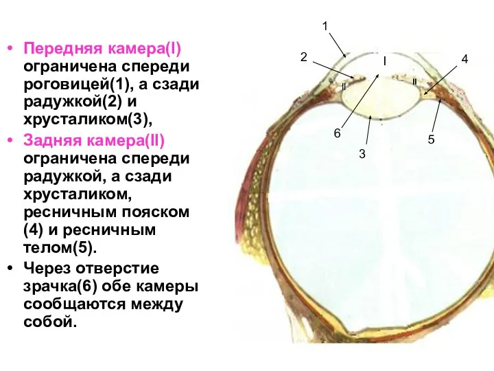 Передняя камера(I) ограничена спереди роговицей(1), а сзади радужкой(2) и хрусталиком(3), Задняя