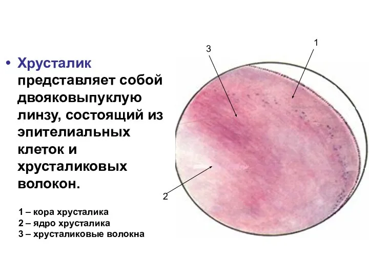 Хрусталик представляет собой двояковыпуклую линзу, состоящий из эпителиальных клеток и хрусталиковых