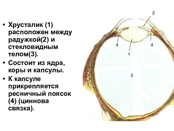 Хрусталик (1)расположен между радужкой(2) и стекловидным телом(3). Состоит из ядра, коры
