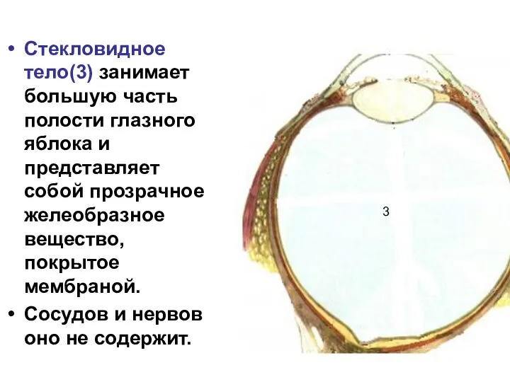 Стекловидное тело(3) занимает большую часть полости глазного яблока и представляет собой