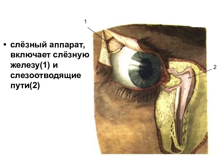 слёзный аппарат, включает слёзную железу(1) и слезоотводящие пути(2) 1 2