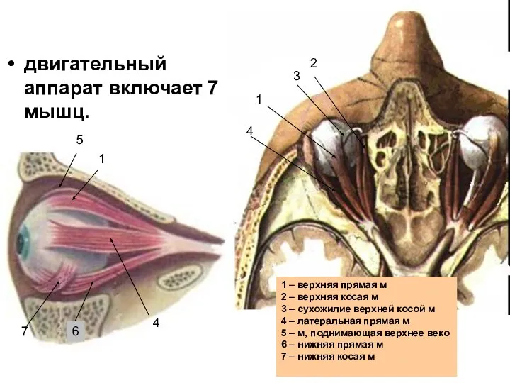 двигательный аппарат включает 7 мышц. 1 1 1 – верхняя прямая