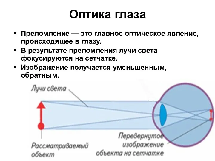 Оптика глаза Преломление — это главное оптическое явление, происходящее в глазу.