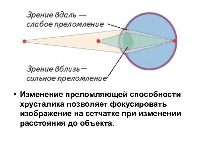 Изменение преломляющей способности хрусталика позволяет фокусировать изображение на сетчатке при изменении расстояния до объекта.