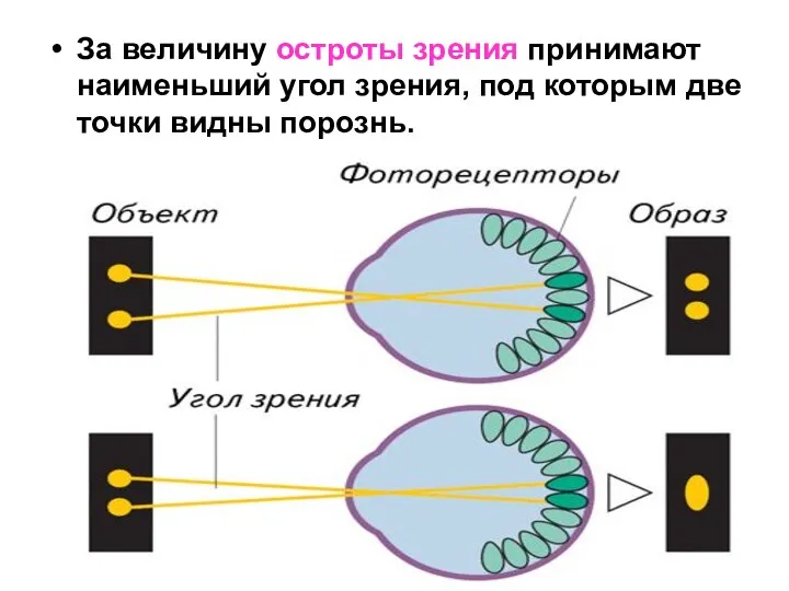 За величину остроты зрения принимают наименьший угол зрения, под которым две точки видны порознь.