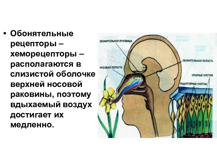 Обонятельные рецепторы – хеморецепторы – располагаются в слизистой оболочке верхней носовой