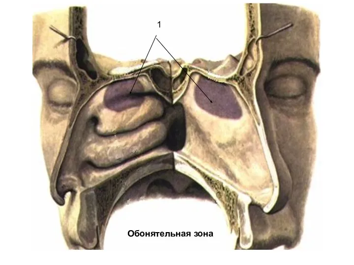 1 Обонятельная зона