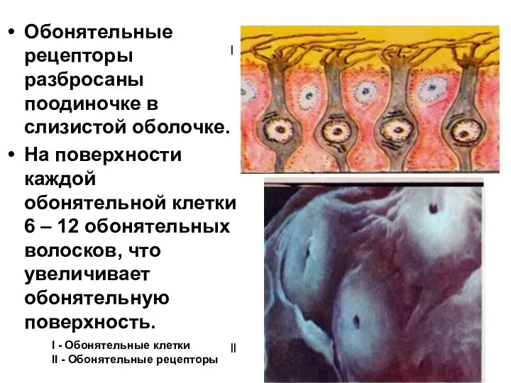 Обонятельные рецепторы разбросаны поодиночке в слизистой оболочке. На поверхности каждой обонятельной