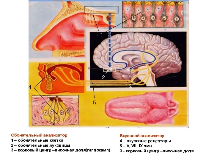 Обонятельный анализатор 1 – обонятельные клетки 2 – обонятельные луковицы 3