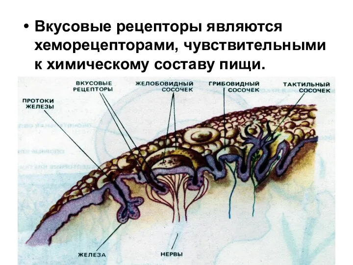 Вкусовые рецепторы являются хеморецепторами, чувствительными к химическому составу пищи.