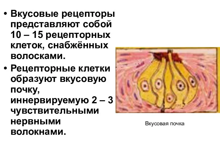 Вкусовые рецепторы представляют собой 10 – 15 рецепторных клеток, снабжённых волосками.