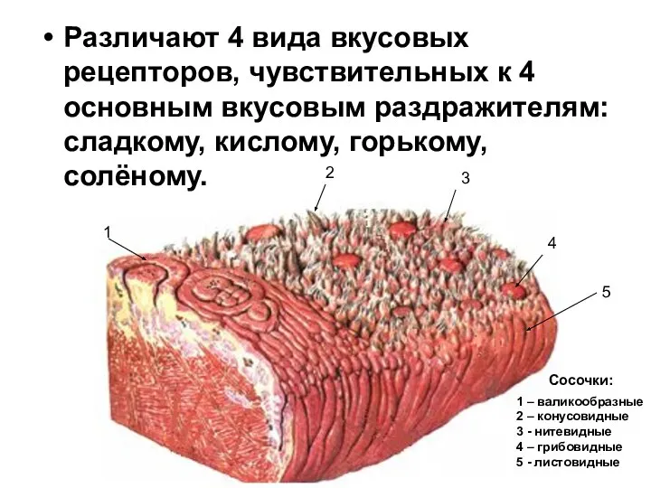 Различают 4 вида вкусовых рецепторов, чувствительных к 4 основным вкусовым раздражителям: