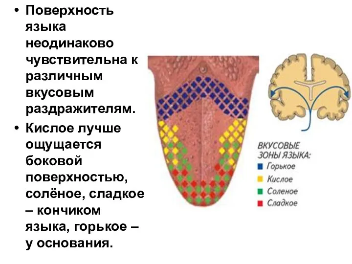 Поверхность языка неодинаково чувствительна к различным вкусовым раздражителям. Кислое лучше ощущается