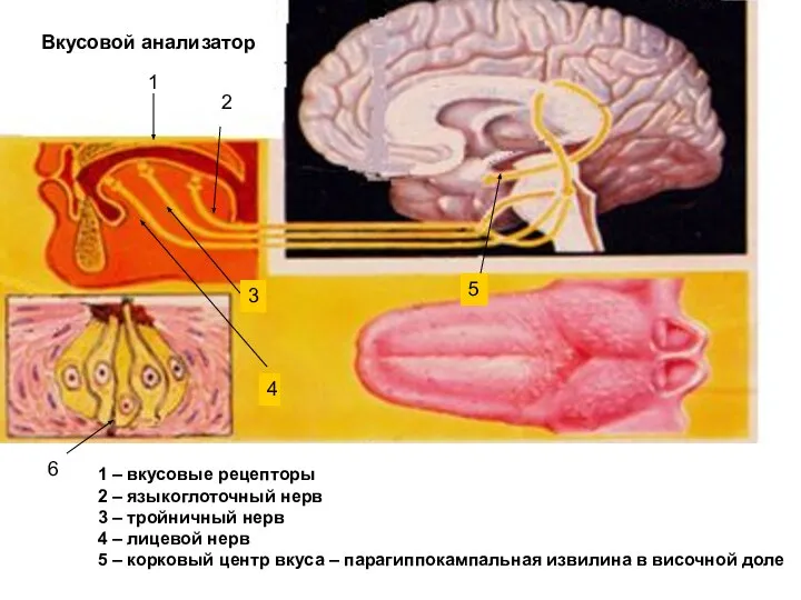 1 2 3 4 5 6 Вкусовой анализатор 1 – вкусовые