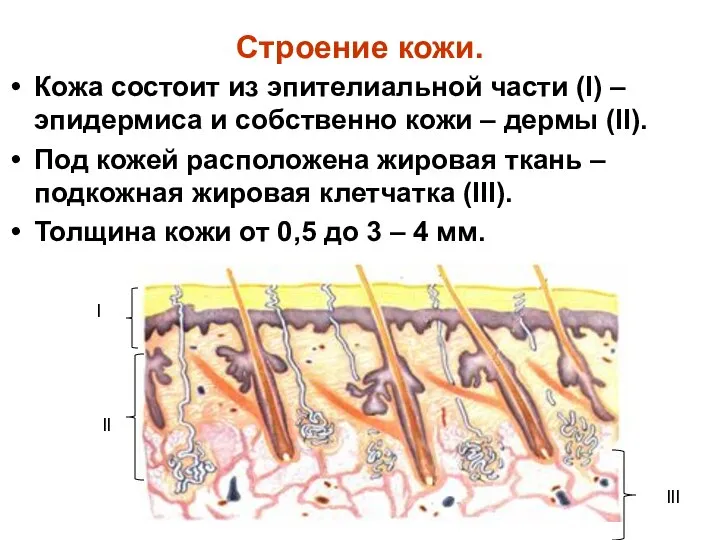 Строение кожи. Кожа состоит из эпителиальной части (I) – эпидермиса и