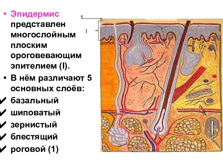 Эпидермис представлен многослойным плоским ороговевающим эпителием (I). В нём различают 5