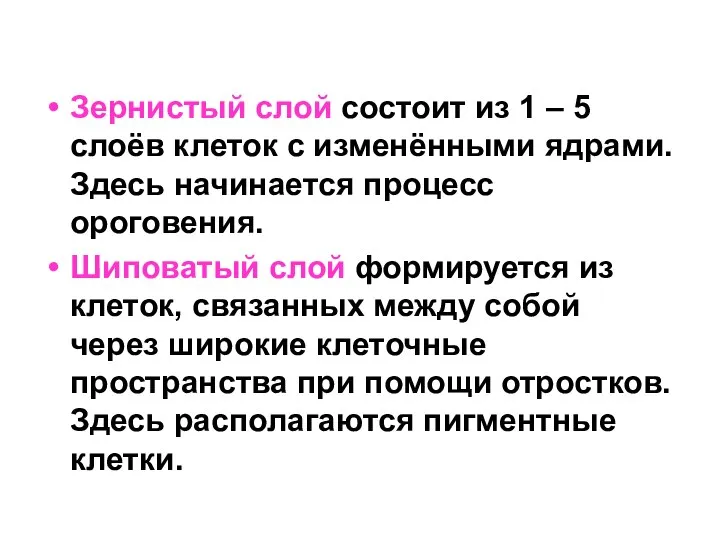 Зернистый слой состоит из 1 – 5 слоёв клеток с изменёнными