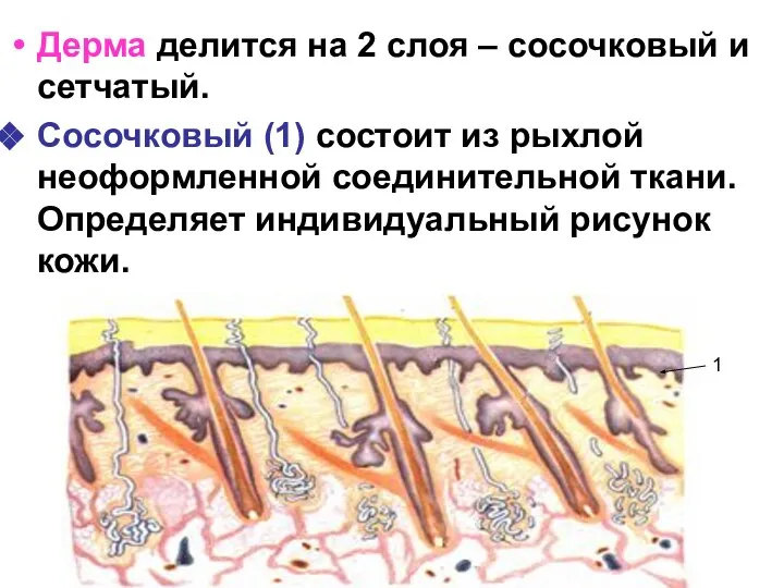 Дерма делится на 2 слоя – сосочковый и сетчатый. Сосочковый (1)