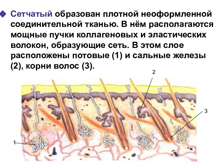 Сетчатый образован плотной неоформленной соединительной тканью. В нём располагаются мощные пучки