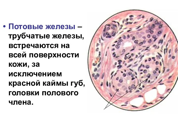 Потовые железы – трубчатые железы, встречаются на всей поверхности кожи, за