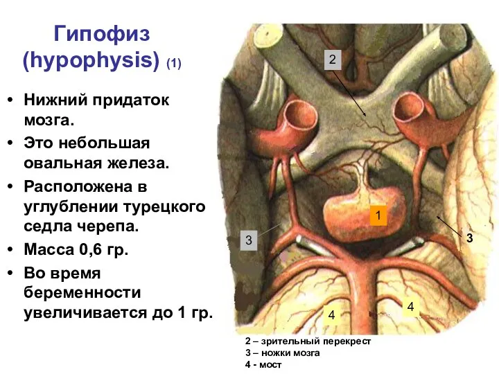 Гипофиз (hypophysis) (1) Нижний придаток мозга. Это небольшая овальная железа. Расположена