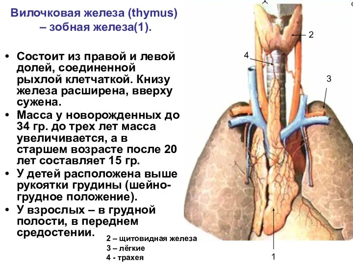 Вилочковая железа (thymus) – зобная железа(1). Состоит из правой и левой