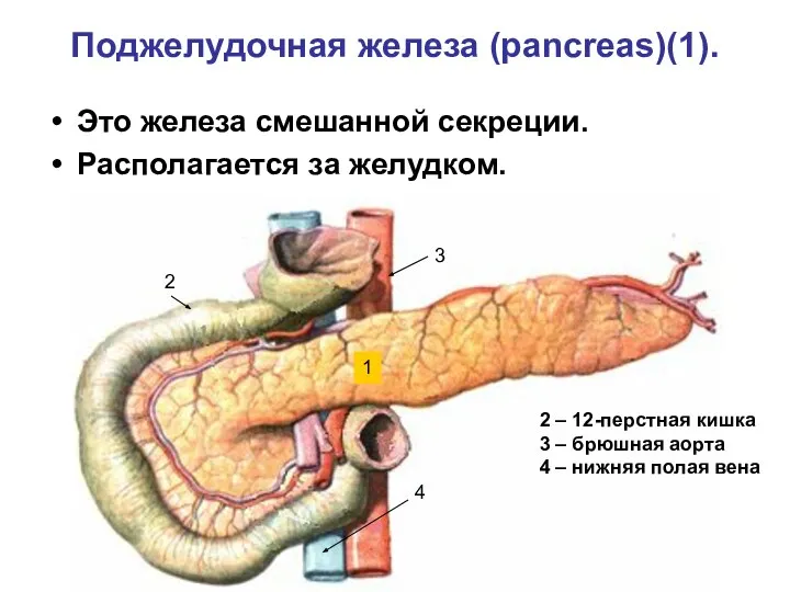 Поджелудочная железа (pancreas)(1). Это железа смешанной секреции. Располагается за желудком. 1
