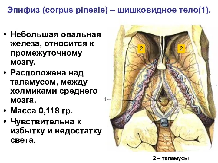 Эпифиз (corpus pineale) – шишковидное тело(1). Небольшая овальная железа, относится к