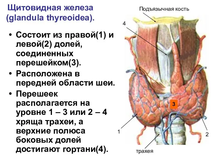 Щитовидная железа (glandula thyreoidea). Состоит из правой(1) и левой(2) долей, соединенных