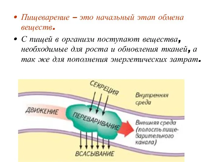 Пищеварение – это начальный этап обмена веществ. С пищей в организм