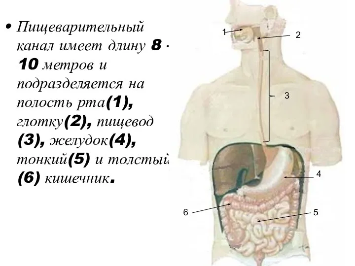 Пищеварительный канал имеет длину 8 – 10 метров и подразделяется на