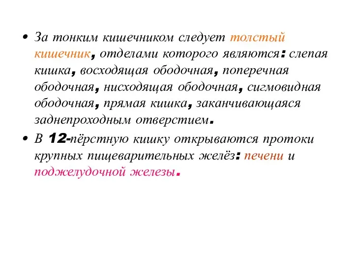 За тонким кишечником следует толстый кишечник, отделами которого являются: слепая кишка,