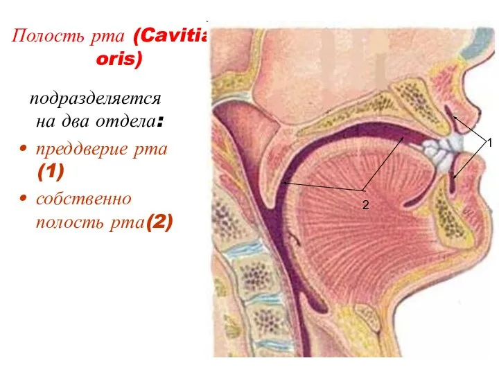 Полость рта (Cavitias oris) подразделяется на два отдела: преддверие рта(1) собственно полость рта(2) 1 2