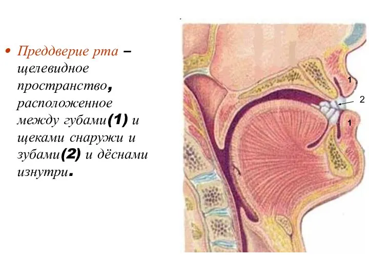 Преддверие рта – щелевидное пространство, расположенное между губами(1) и щеками снаружи