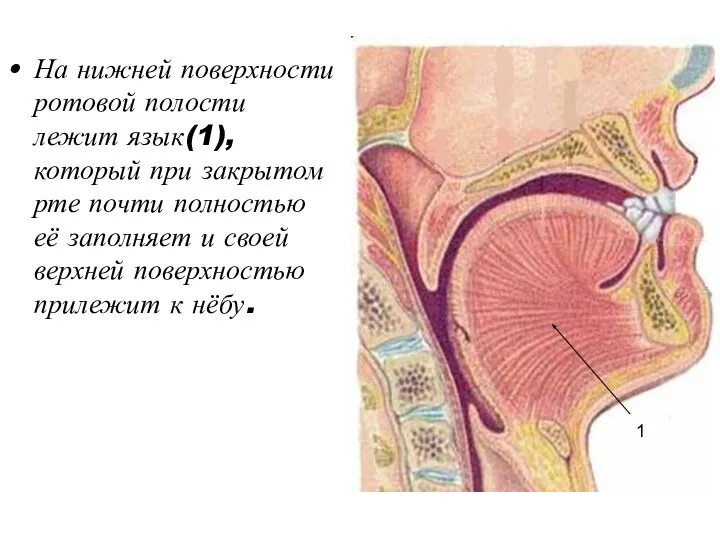На нижней поверхности ротовой полости лежит язык(1), который при закрытом рте