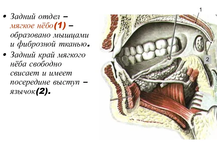 Задний отдел – мягкое нёбо(1) – образовано мышцами и фиброзной тканью.