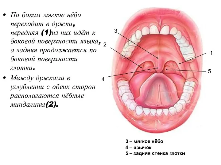 По бокам мягкое нёбо переходит в дужки, передняя (1)из них идёт