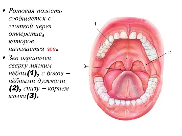 Ротовая полость сообщается с глоткой через отверстие, которое называется зев. Зев