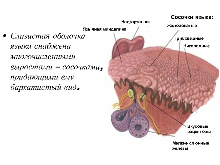 Слизистая оболочка языка снабжена многочисленными выростами – сосочками, придающими ему бархатистый