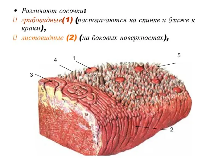 Различают сосочки: грибовидные(1) (располагаются на спинке и ближе к краям), листовидные