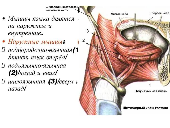 Мышцы языка делятся на наружные и внутренние. Наружные мышцы: подбородочно-язычная(1) /тянет