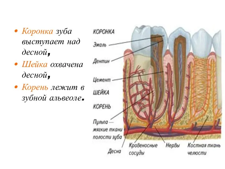 Коронка зуба выступает над десной, Шейка охвачена десной, Корень лежит в зубной альвеоле.