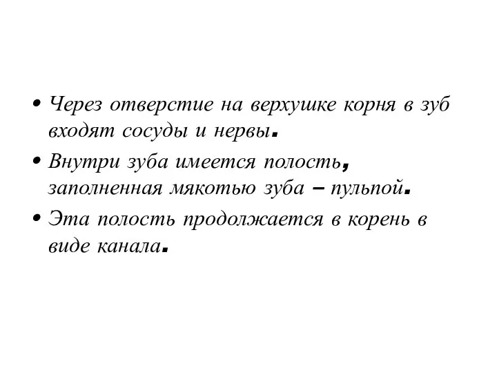 Через отверстие на верхушке корня в зуб входят сосуды и нервы.