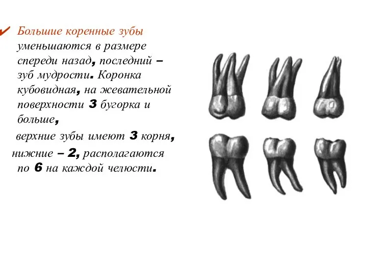 Большие коренные зубы уменьшаются в размере спереди назад, последний – зуб