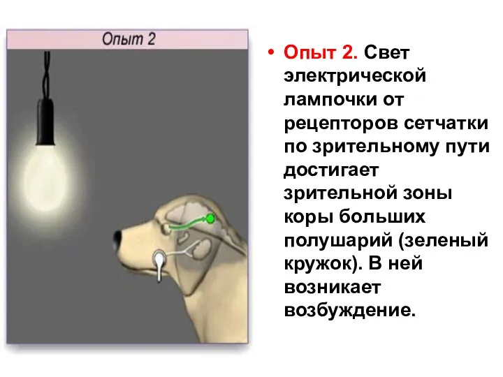 Опыт 2. Свет электрической лампочки от рецепторов сетчатки по зрительному пути